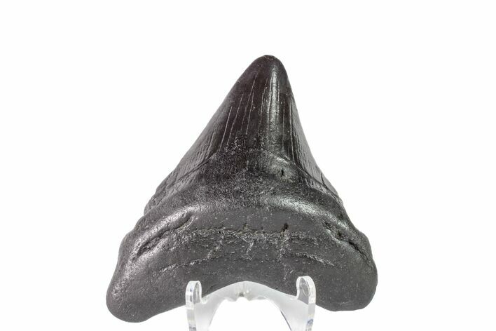 Fossil Megalodon Tooth - Georgia #151543